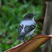 Torrent Tyrannulet